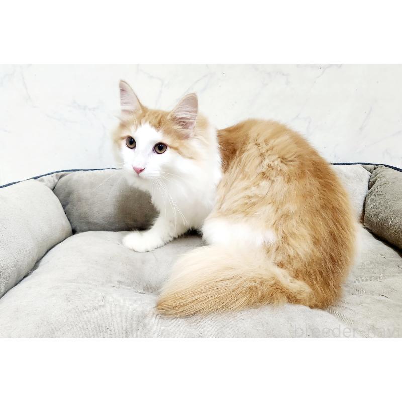 販売中の北海道のノルウェージャンフォレストキャット-134156の3枚目