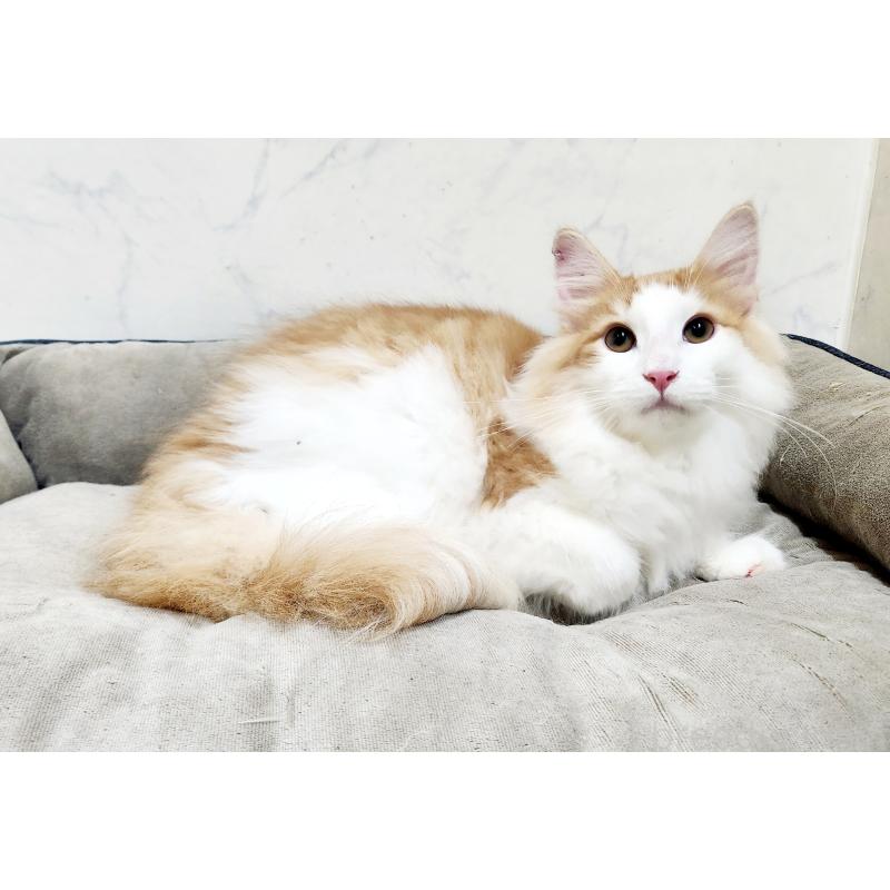 販売中の北海道のノルウェージャンフォレストキャット-134156の2枚目