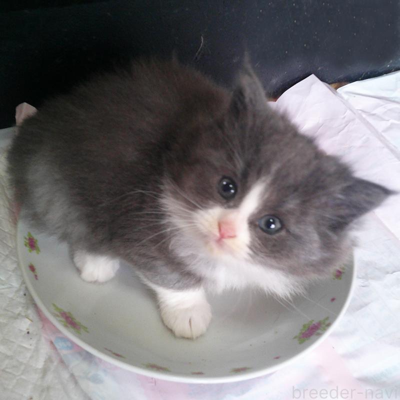 販売中の愛知県のノルウェージャンフォレストキャット-134159