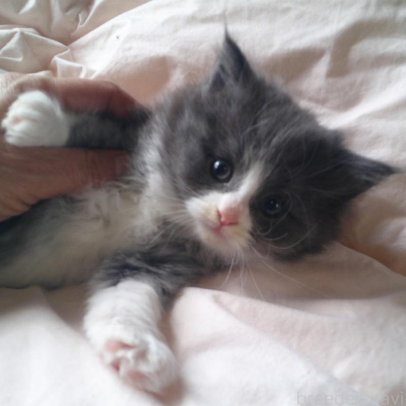 販売中の愛知県のノルウェージャンフォレストキャット-134159の5枚目