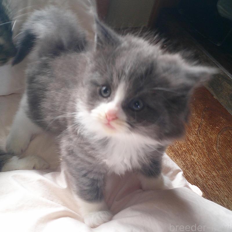 販売中の愛知県のノルウェージャンフォレストキャット-134159の4枚目