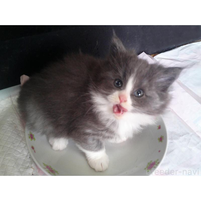販売中の愛知県のノルウェージャンフォレストキャット-134159の3枚目