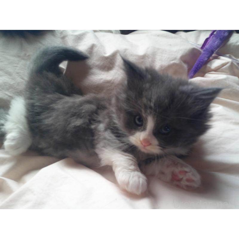 販売中の愛知県のノルウェージャンフォレストキャット-134159の2枚目