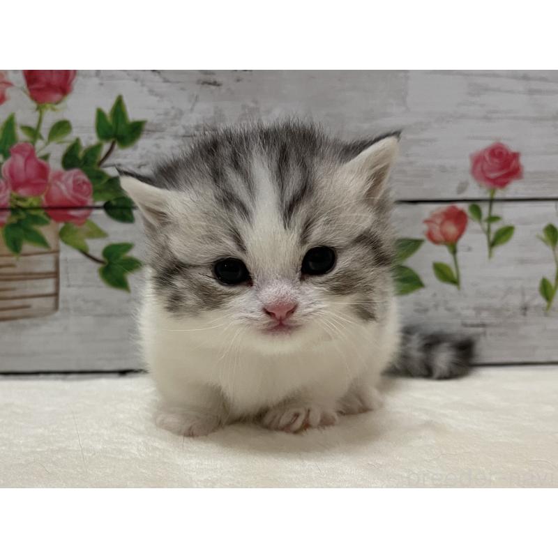 販売中の山梨県のミヌエット-134160の10枚目