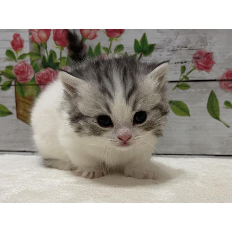 販売中の山梨県のミヌエット-134160の9枚目