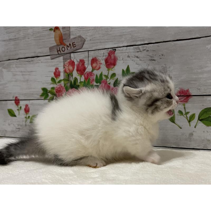 販売中の山梨県のミヌエット-134160の6枚目