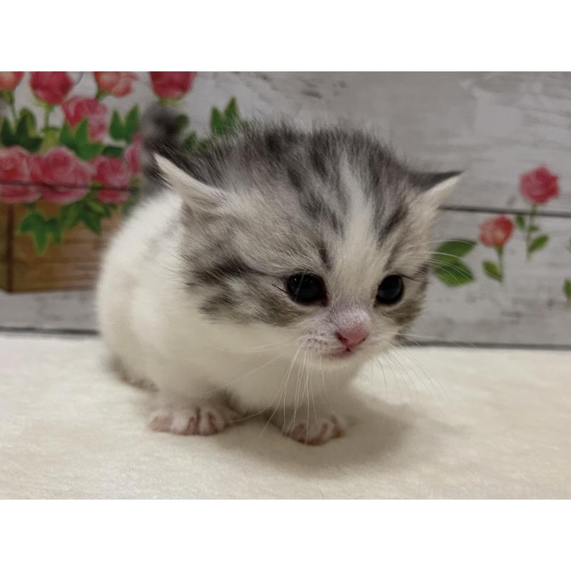 販売中の山梨県のミヌエット-134160の5枚目