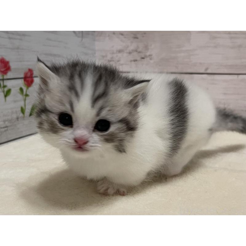 販売中の山梨県のミヌエット-134160の4枚目