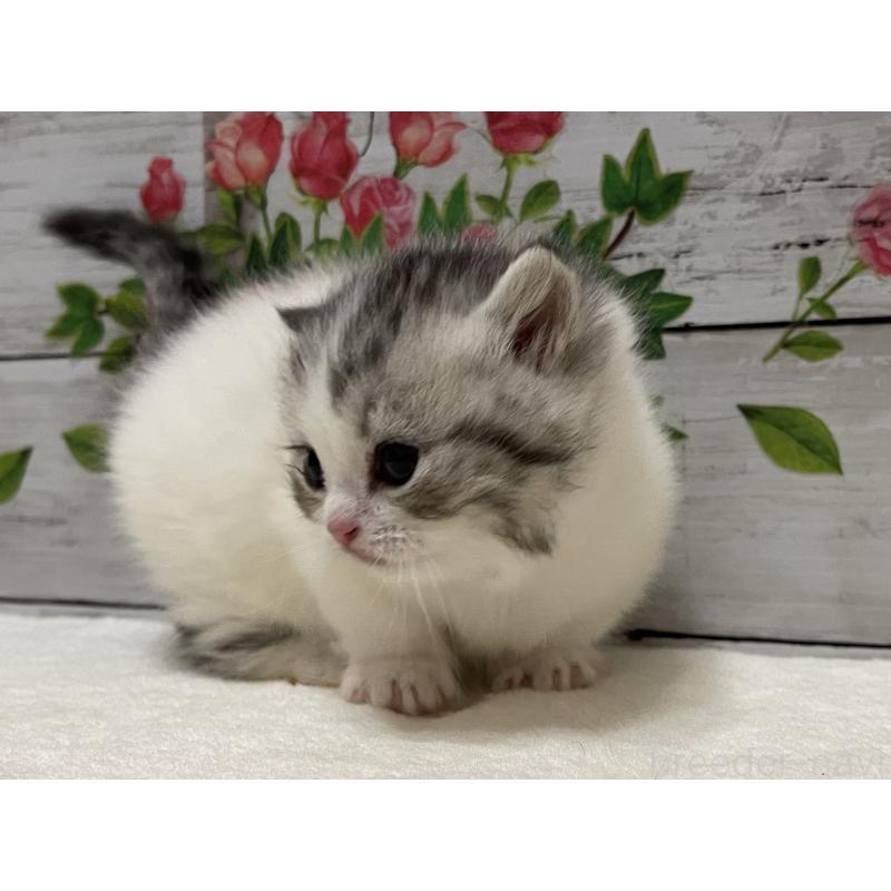 販売中の山梨県のミヌエット-134160の3枚目