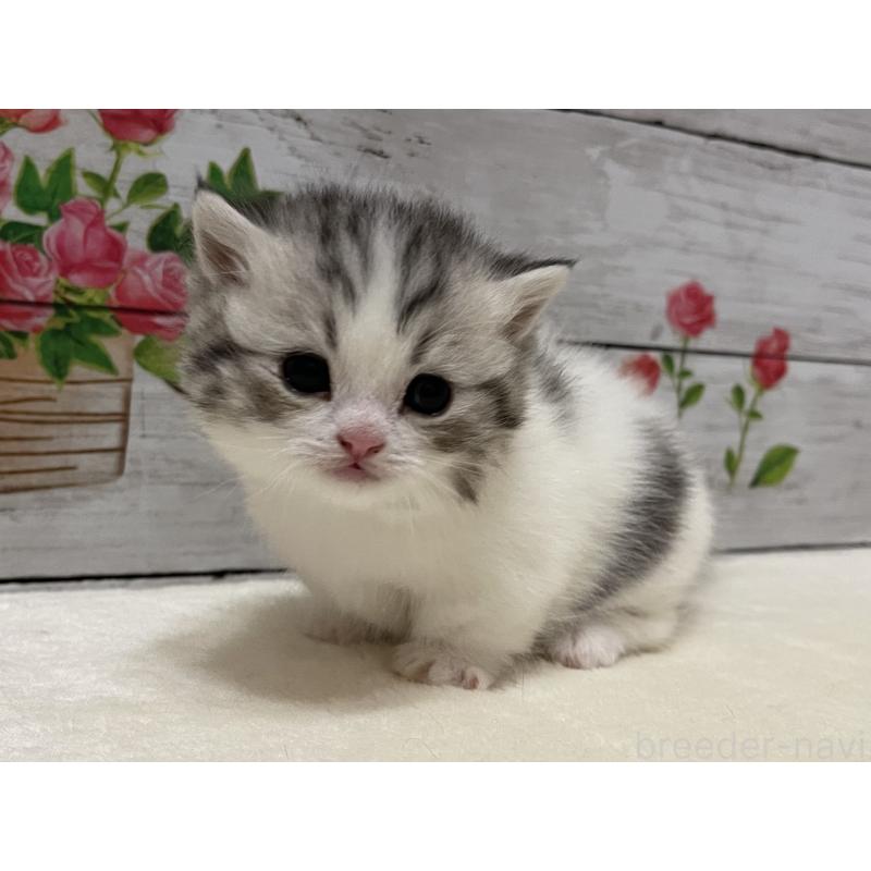 販売中の山梨県のミヌエット-134160の2枚目