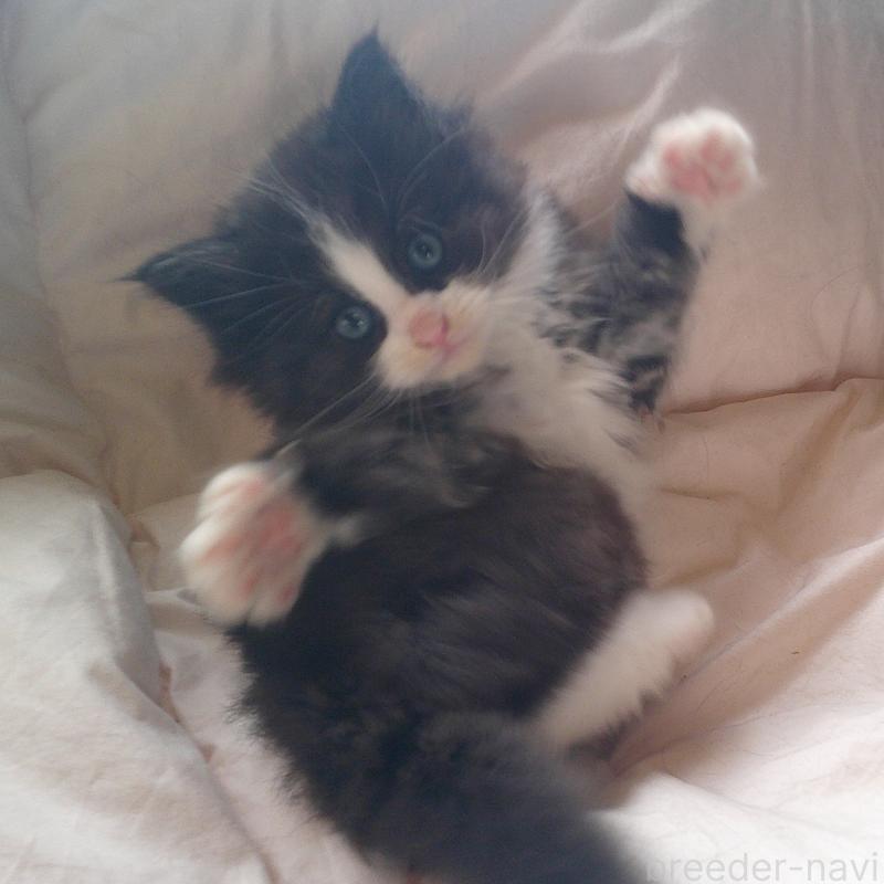 販売中の愛知県のノルウェージャンフォレストキャット-134161の1枚目