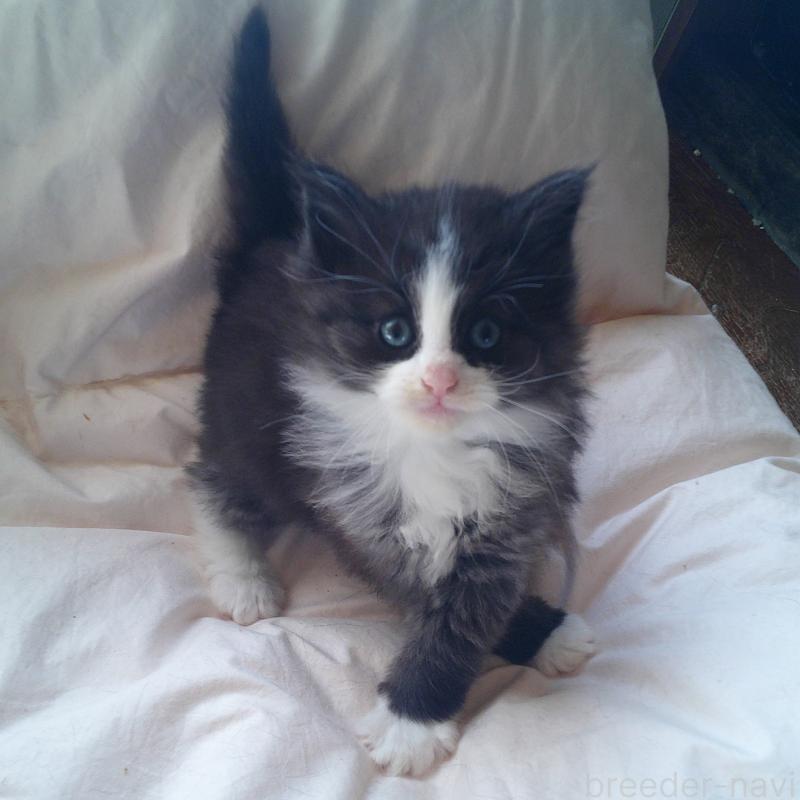 販売中の愛知県のノルウェージャンフォレストキャット-134161の5枚目