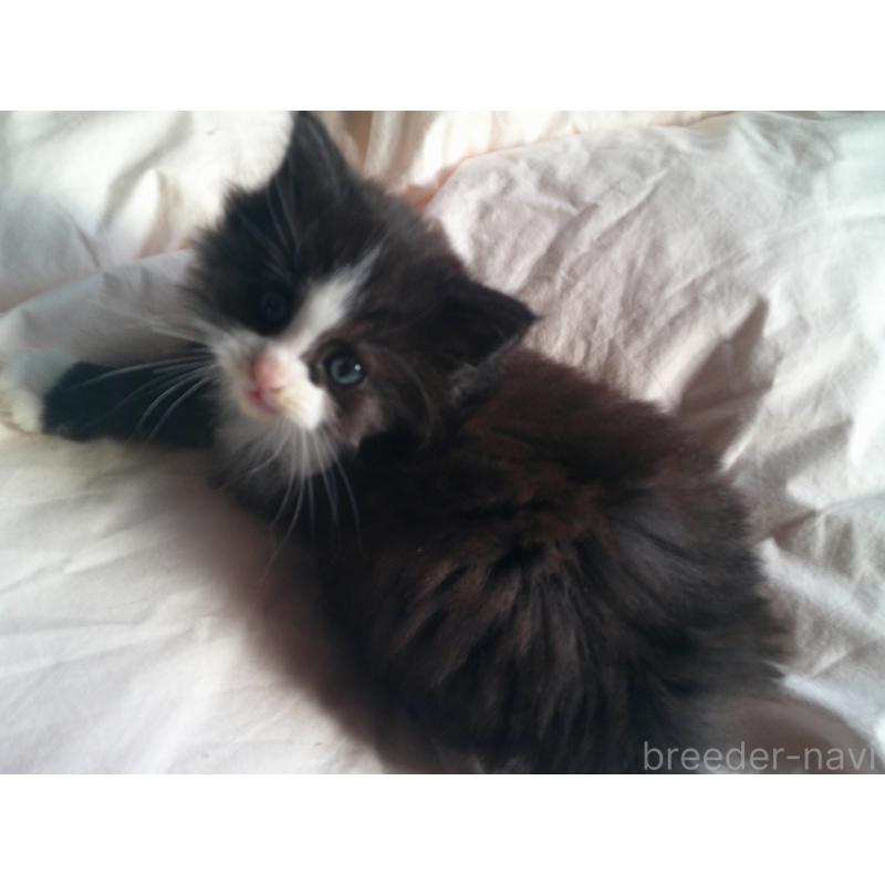 販売中の愛知県のノルウェージャンフォレストキャット-134161の4枚目