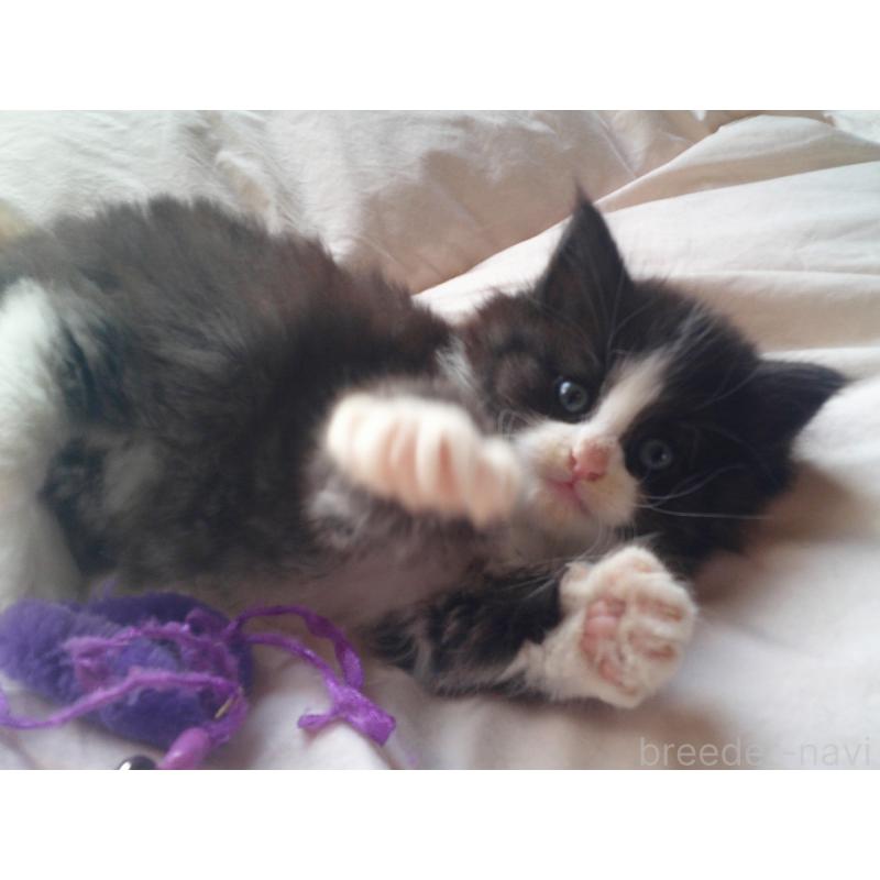 販売中の愛知県のノルウェージャンフォレストキャット-134161の3枚目