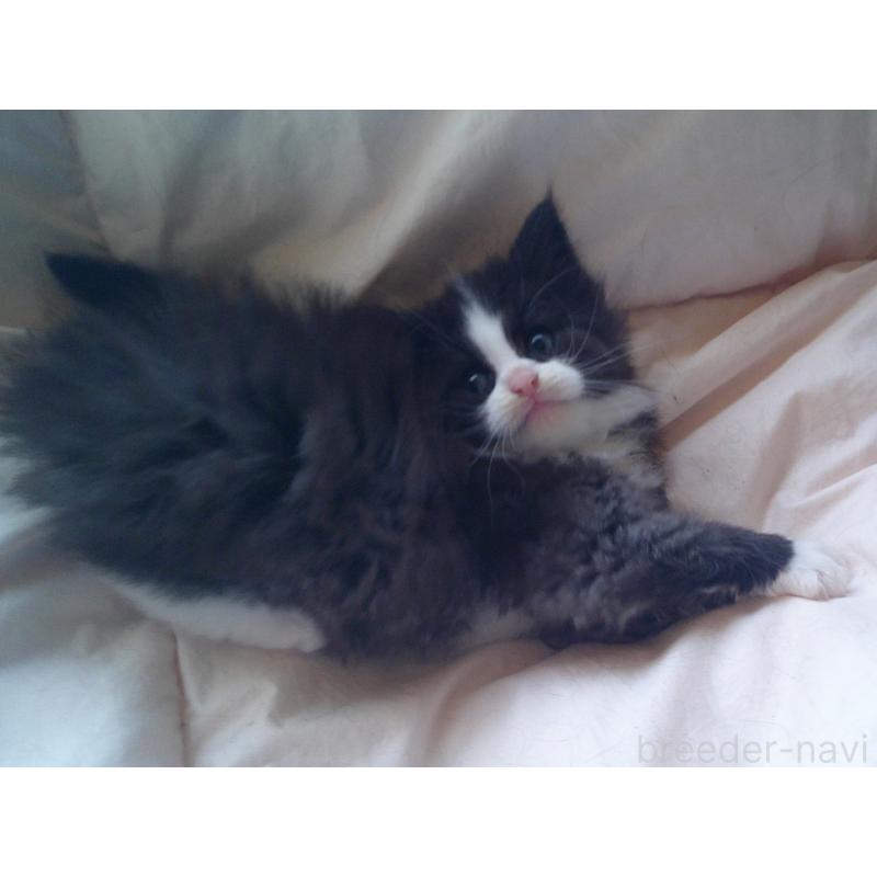 販売中の愛知県のノルウェージャンフォレストキャット-134161の2枚目
