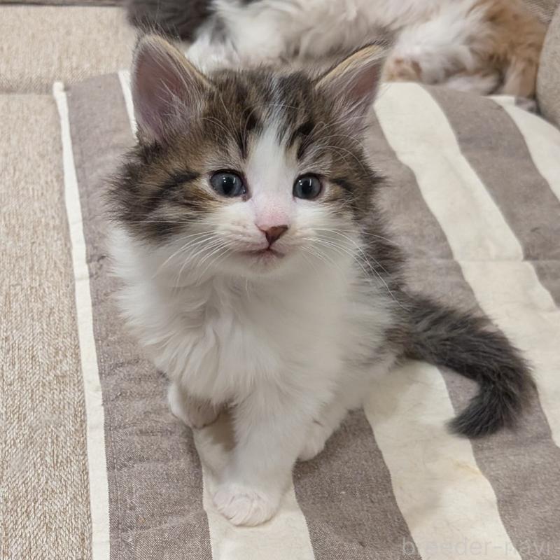 販売中の埼玉県のノルウェージャンフォレストキャット-134163