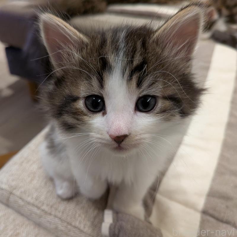販売中の埼玉県のノルウェージャンフォレストキャット-134163の7枚目
