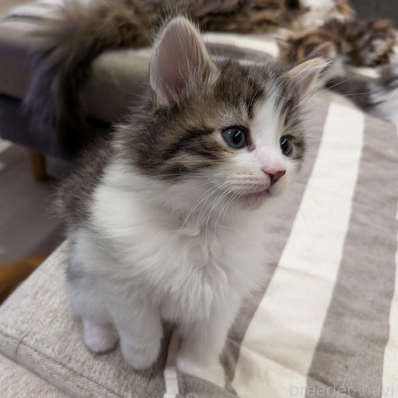 販売中の埼玉県のノルウェージャンフォレストキャット-134163の6枚目