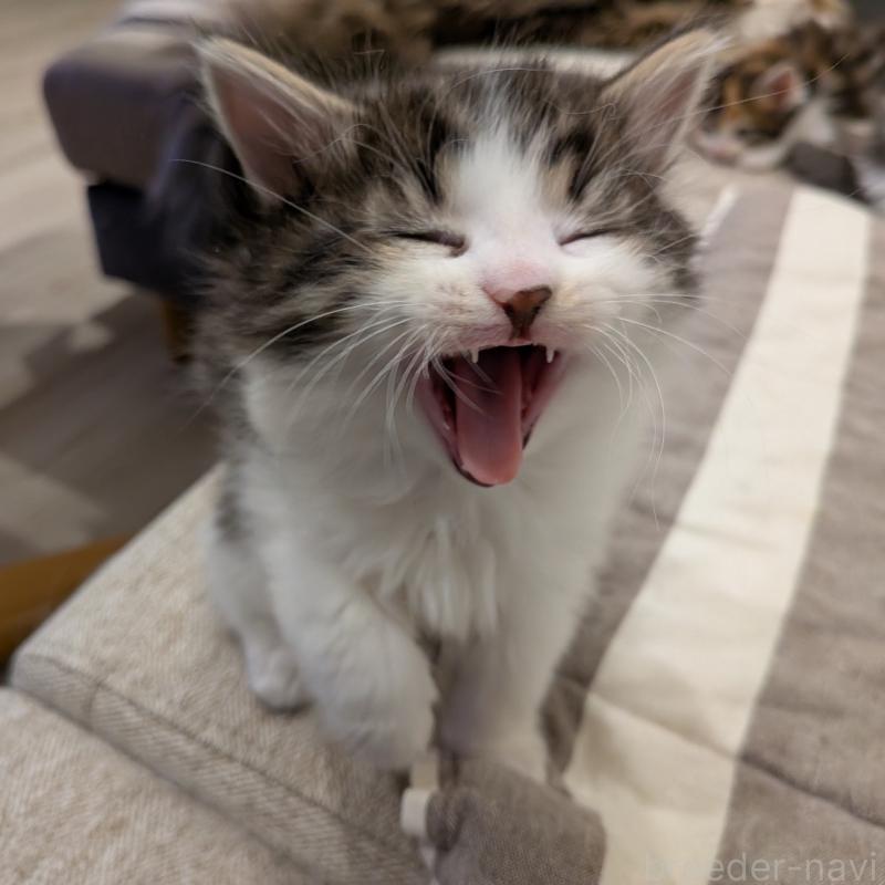 販売中の埼玉県のノルウェージャンフォレストキャット-134163の5枚目