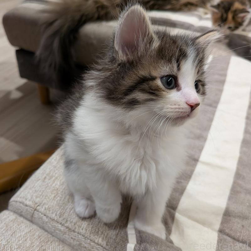 販売中の埼玉県のノルウェージャンフォレストキャット-134163の4枚目