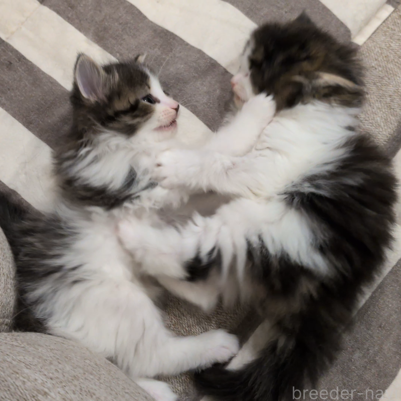 販売中の埼玉県のノルウェージャンフォレストキャット-134163の2枚目