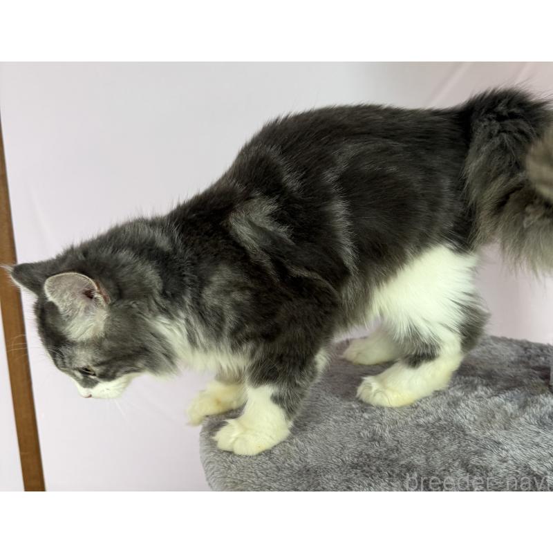 販売中の千葉県のサイベリアン-134162の4枚目