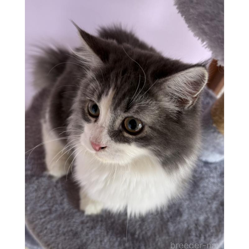 販売中の千葉県のサイベリアン-134162の3枚目