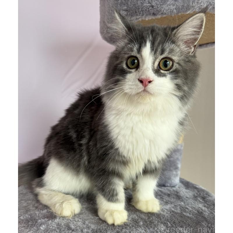 販売中の千葉県のサイベリアン-134162の2枚目