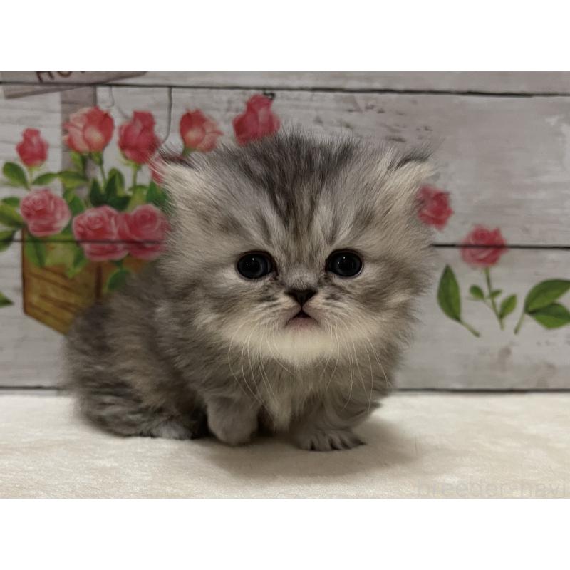 販売中の山梨県のミヌエット-134165