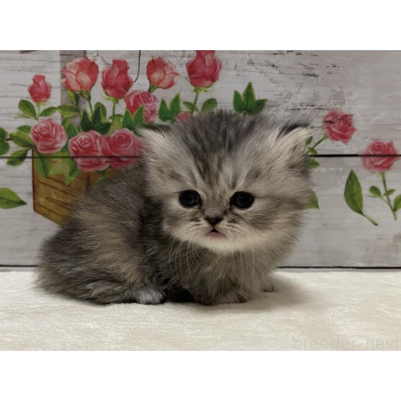 販売中の山梨県のミヌエット-134165の10枚目