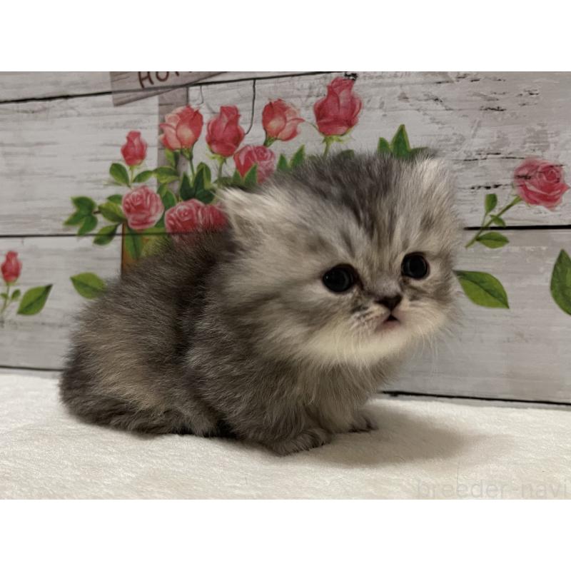 販売中の山梨県のミヌエット-134165の9枚目