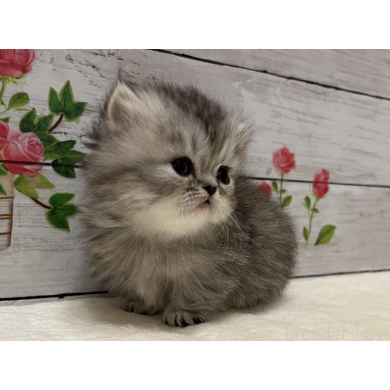 販売中の山梨県のミヌエット-134165の7枚目