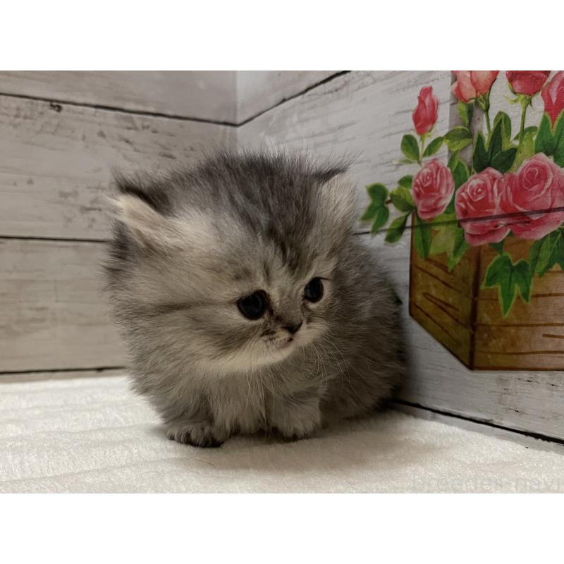 販売中の山梨県のミヌエット-134165の6枚目