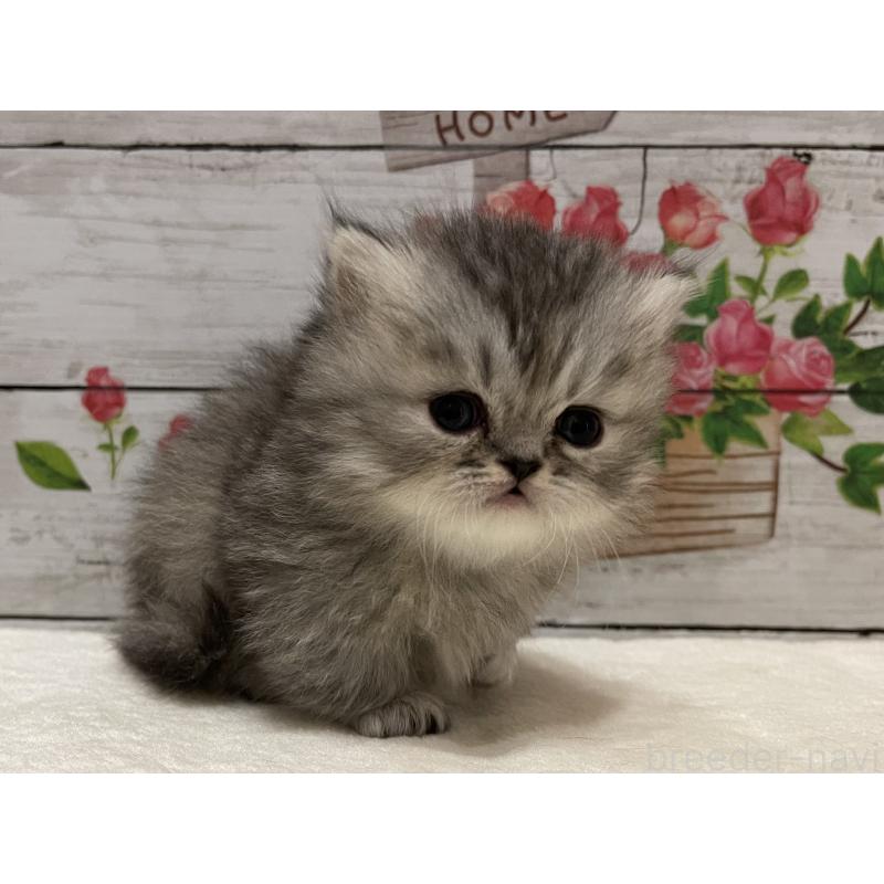 販売中の山梨県のミヌエット-134165の5枚目