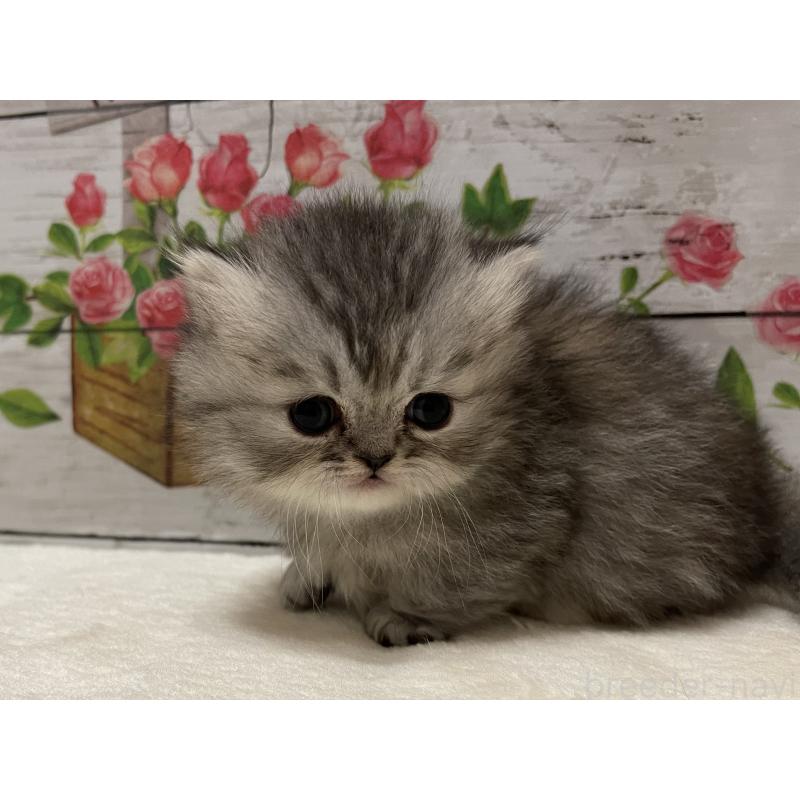 販売中の山梨県のミヌエット-134165の4枚目