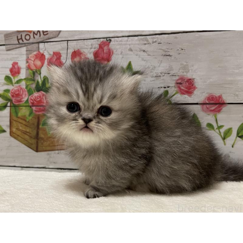 販売中の山梨県のミヌエット-134165の3枚目