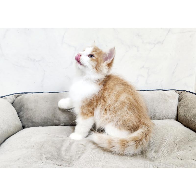 販売中の北海道のノルウェージャンフォレストキャット-134158の6枚目