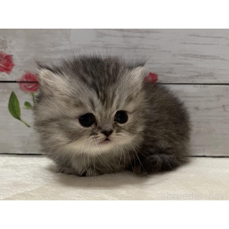 販売中の山梨県のミヌエット-134165の2枚目