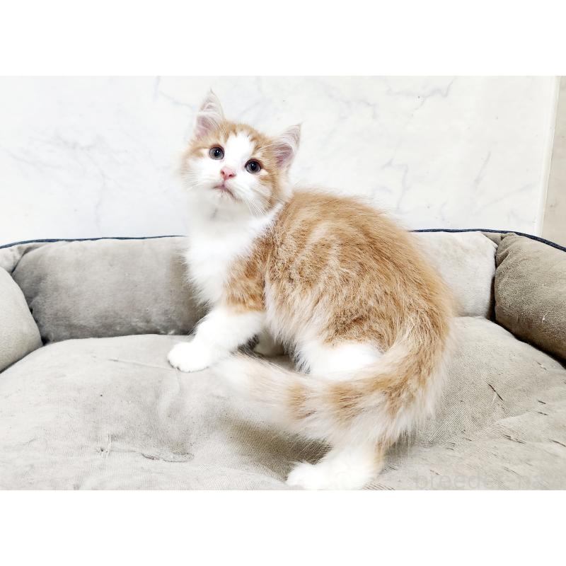 販売中の北海道のノルウェージャンフォレストキャット-134158の5枚目