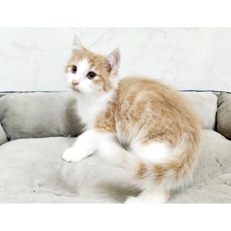 販売中の北海道のノルウェージャンフォレストキャット-134158の3枚目