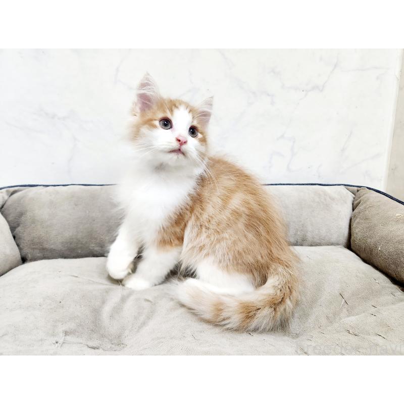 販売中の北海道のノルウェージャンフォレストキャット-134158の2枚目