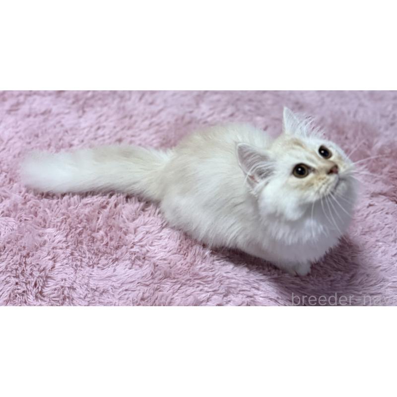 販売中の千葉県のサイベリアン-134164の6枚目