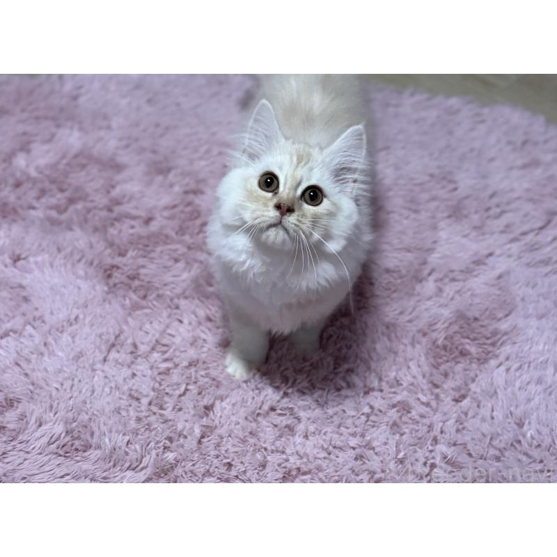 販売中の千葉県のサイベリアン-134164の5枚目