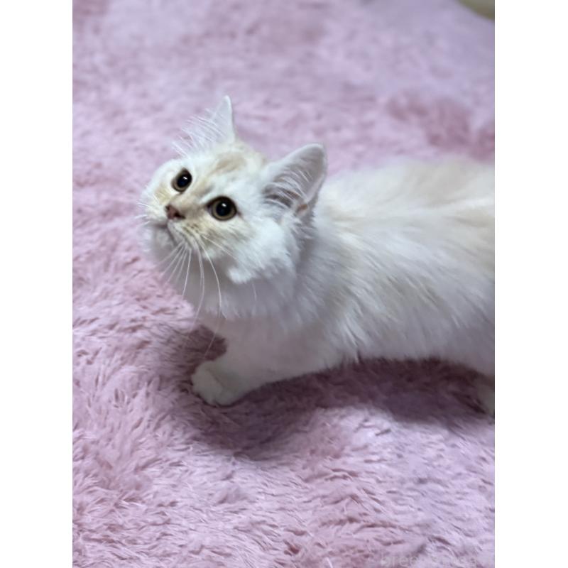 販売中の千葉県のサイベリアン-134164の4枚目