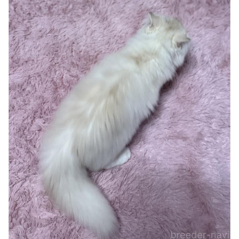 販売中の千葉県のサイベリアン-134164の3枚目