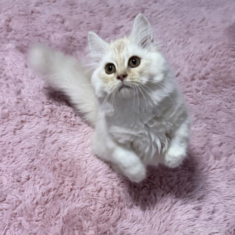 販売中の千葉県のサイベリアン-134164の2枚目