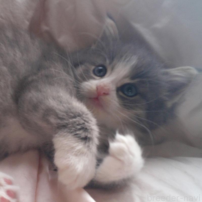 販売中の愛知県のノルウェージャンフォレストキャット-134167