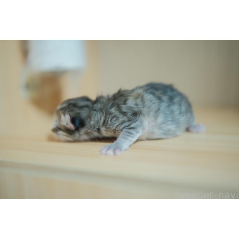 販売中の東京都のブリティッシュロングヘア-134079の8枚目