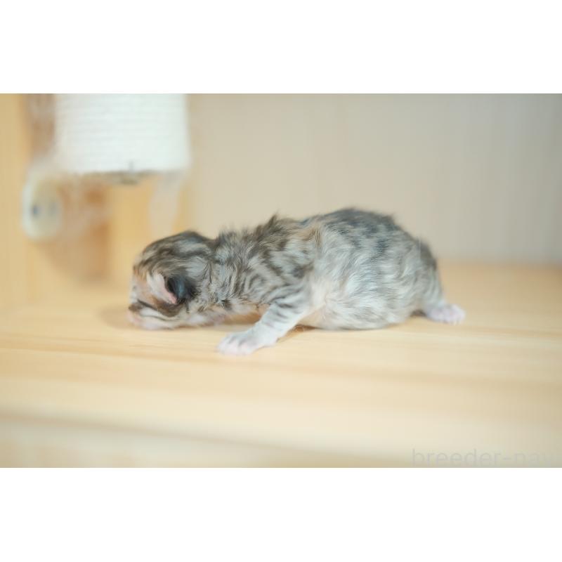 販売中の東京都のブリティッシュロングヘア-134079の6枚目