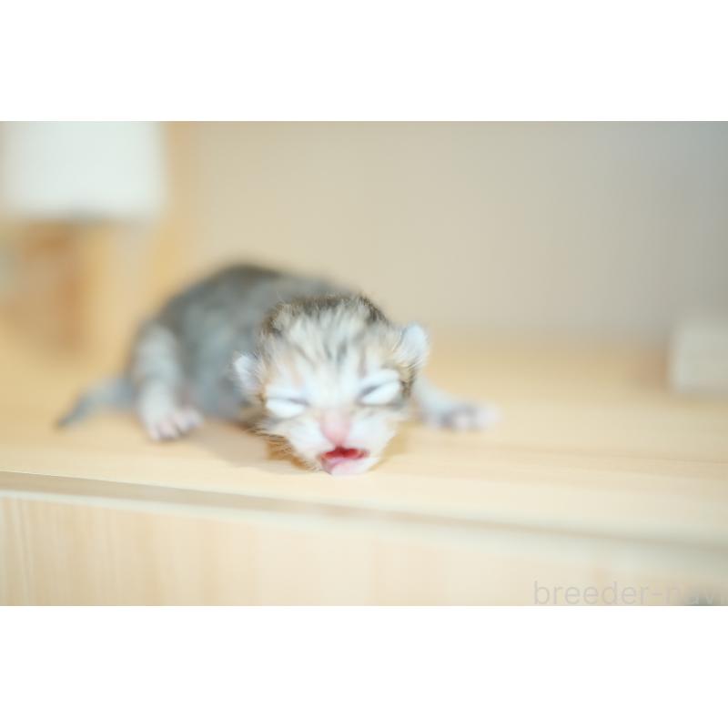 販売中の東京都のブリティッシュロングヘア-134079の4枚目